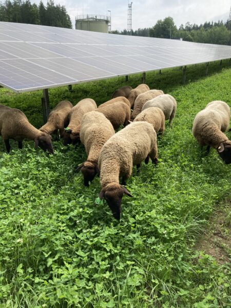 Auf einer Fläche von zwei Hektar findet man neben Schafen auch die erste Kelag­-Agri-PV-Anlage.